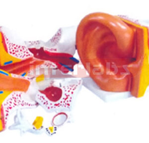 Giant Ear Model