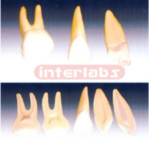 Expansion Model of Human Teeth