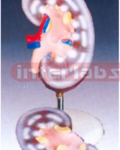Kidney model (2 parts)