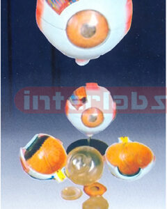 Giant Eye Model