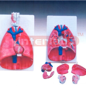 Larynx, Heart and Lung Model
