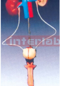 Male Urogenital System