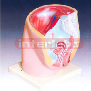 Human Female Pelvis Section (1 part)
