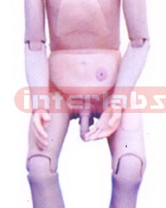 High Quality Nurse Training Doll (male)