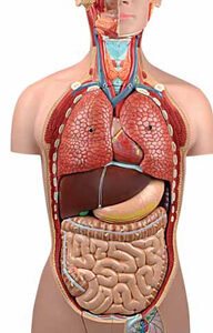 Torso Dual-Sex 25 Parts