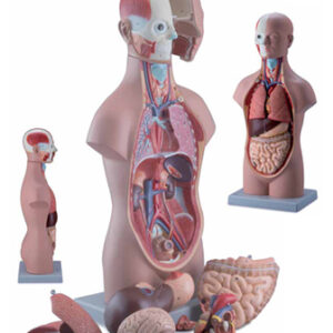 Mini Torso Sexless 12 Parts