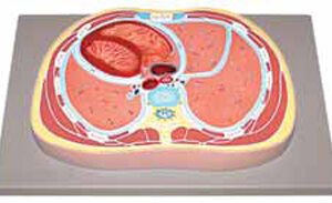 Schematic Cross Section through Thorax (T8)