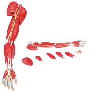 Muscles of the Human Arm