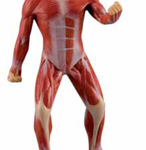 Mini Muscular Figure