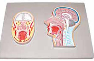 Frontal and Median Section of Head (relief model)