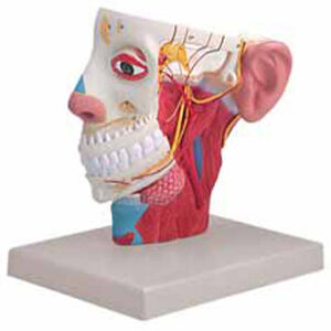 Nerves of Head