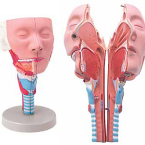 Head with Pharynx Muscles