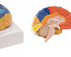 Regional Brain 2 Parts