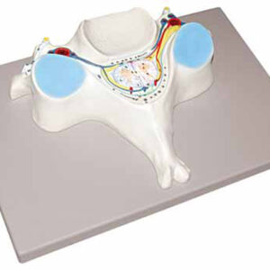 5th Cervical Vertebra