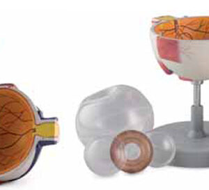 6X life size. The model can be dissected on the horizontal plane to show internal details. Cornea, iris, lens and vitreous body can be removed. Muscular attachments on the sclera and part of the choro