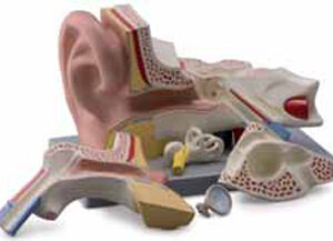 Ear 5 Parts