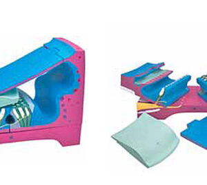 Cochlear Duct and Organ of Corti