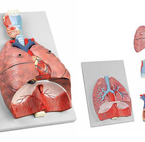 Human Respiratory System 7 Parts