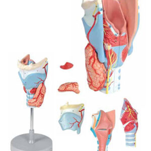 Larynx Model, 2 Times Enlarged 5 Parts