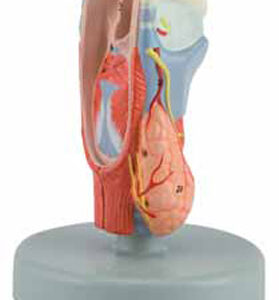 Larynx, life size 2 Parts