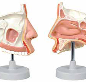 Nasal Cavity