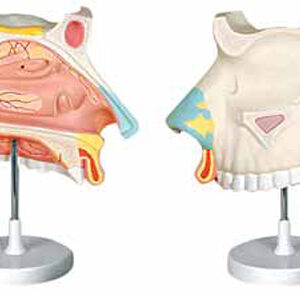 Nasal Cavity 3 Parts