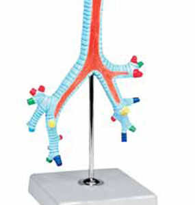 Model of Segmental Bronchi