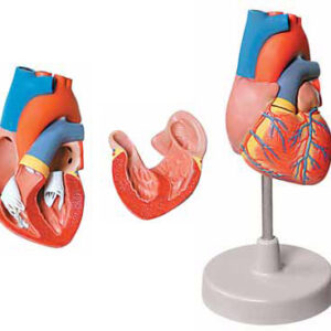 Human Heart 2 Parts