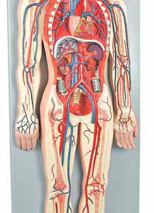 Human Circulatory System 1/2 natural size, 2 Parts
