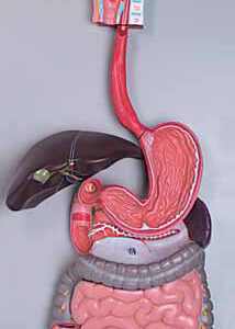 Human Digestive System 3 Parts