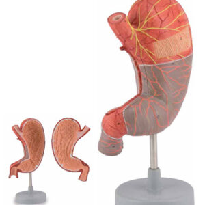 Stomach, 1,5X life size 2 Parts
