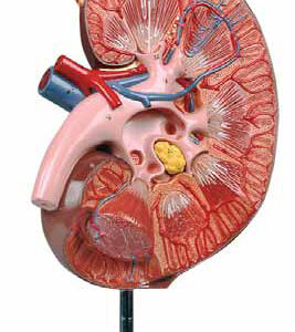 Kidney with Adrenal Gland 3X life size