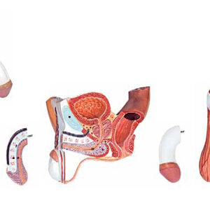 Male Genital Organ 4 Parts