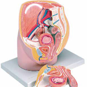 Female Pelvis with 8-Week Embryo 3 Parts