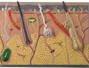 Skin Section