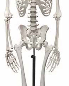 Human Skeleton