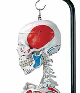 Human Skeleton, (hanging)