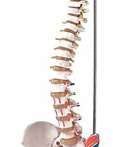 Flexible Vertebral Column with Femur Heads and Muscle Insertions