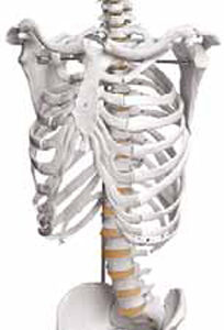 Skeleton of Human Trunk