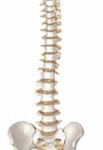 Flexible Vertebral Column