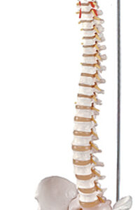 Flexible Vertebral Column with Femur Heads