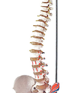 Flexible Vertebral Column with Femur Heads, Muscle Insertions, Removable Sacral Crest