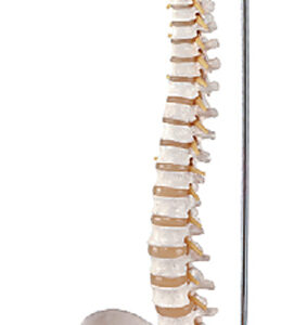 Flexible Vertebral Column with Open Sacrum and Femur Heads