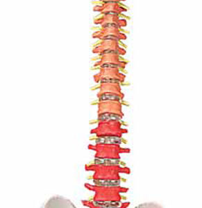 Flexible Spinal Column with Colour Coded Regions