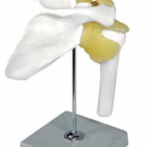 Shoulder Joint
