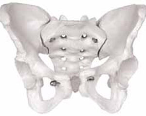 Female Skeletal Pelvis