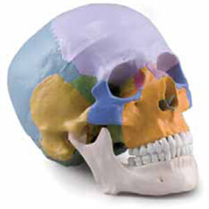 Coloured Skull 3 Parts