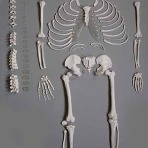Human Disarticulated Skeleton, full