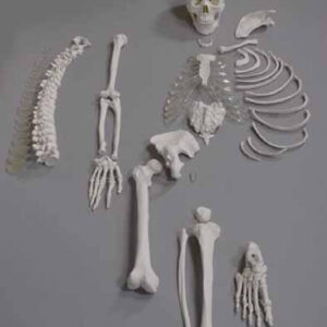 Human Disarticulated Skeleton, half