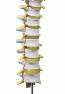 Thoracic Spinal Column